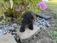 Morkie, a female Morkie for sale in Hamilton, OH – 6 of 10