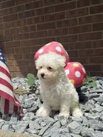 Maltipoo, a male Maltipoo for sale in Hamilton, OH – 2 of 10