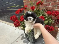 Shihpoo, a female Shihpoo for sale in Hamilton, OH – 10 of 10