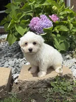 Maltipoo, a female Maltipoo for sale in Hamilton, OH – 4 of 9