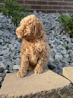 Maltipoo, a male Maltipoo for sale in Hamilton, OH – 2 of 10