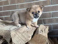 Pekachi, a male Chihuahua and Pekingese for sale in Hamilton, OH – Photo 8 of 9