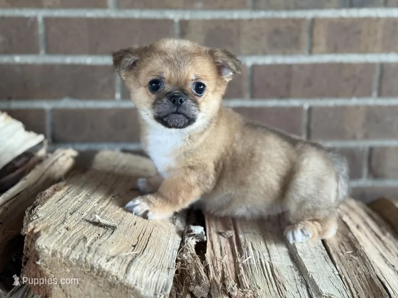 Pekachi – Chihuahua, Pekingese puppy for sale in Hamilton, OH