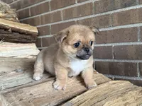 Pekachi, a male Chihuahua and Pekingese for sale in Hamilton, OH – Photo 7 of 9