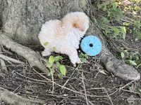 Maltipoo, a male Maltipoo for sale in Hamilton, OH – 4 of 10