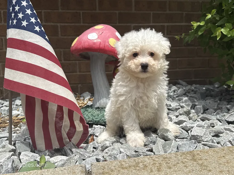 Maltipoo – Maltipoo puppy for sale in Hamilton, OH