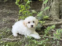 Maltipoo, a male Maltipoo for sale in Hamilton, OH – 8 of 9