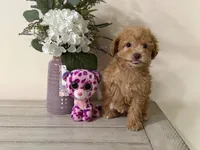Maltipoo, a female Maltipoo for sale in Hamilton, OH – 4 of 7