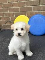 Maltipoo, a male Maltipoo for sale in Hamilton, OH – 6 of 7
