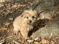 Shorkie, a male Shorkie for sale in Hamilton, OH – 1 of 7