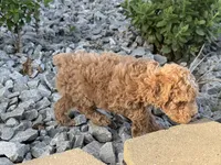 Maltipoo, a male Maltipoo for sale in Hamilton, OH – 5 of 10