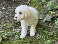 Maltipoo, a male Maltipoo for sale in Hamilton, OH – 7 of 9