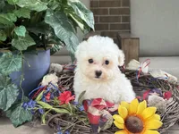 Maltipoo, a female Maltipoo for sale in Hamilton, OH – 4 of 7