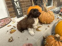 Shih-Poo, a male Shihpoo for sale in Hamilton, OH – 1 of 9
