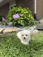 Maltipoo, a female Maltipoo for sale in Hamilton, OH – 7 of 9