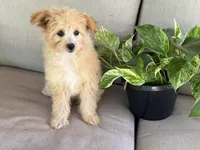 Morkie, a female Morkie for sale in Hamilton, OH – 4 of 7