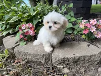 Shorkie, a female Shorkie for sale in Hamilton, OH – 6 of 9