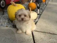 Shih-Poo, a female Shihpoo for sale in Hamilton, OH – 4 of 5