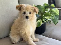 Morkie, a female Morkie for sale in Hamilton, OH – 3 of 7