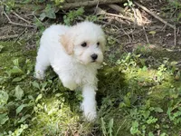 Maltipoo, a male Maltipoo for sale in Hamilton, OH – 2 of 9