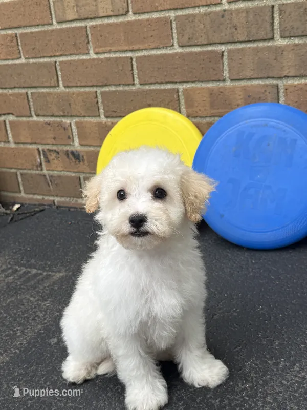Maltipoo – Maltipoo puppy for sale in Hamilton, OH