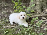 Maltipoo, a male Maltipoo for sale in Hamilton, OH – 9 of 9
