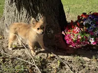 Pomeranian, a female Pomeranian for sale in Hamilton, OH – 10 of 10