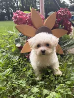 Maltipoo, a female Maltipoo for sale in Hamilton, OH – 3 of 8