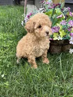 Maltipoo, a female Maltipoo for sale in Hamilton, OH – 6 of 7