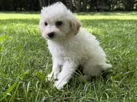 Maltipoo, a male Maltipoo for sale in Hamilton, OH – 4 of 8