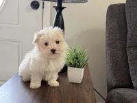 Morkie-Poo, a male Poodle - Miniature  and Morkie for sale in Hamilton, OH – Photo 6 of 7