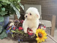 Maltipoo, a female Maltipoo for sale in Hamilton, OH – 2 of 7