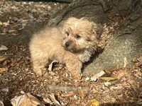 Shorkie, a male Shorkie for sale in Hamilton, OH – 7 of 7