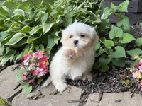 Shorkie, a female Shorkie for sale in Hamilton, OH – 7 of 9