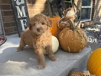 Maltipoo, a female Maltipoo for sale in Hamilton, OH – 6 of 9