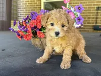 Maltipoo, a female Maltipoo for sale in Hamilton, OH – 3 of 7