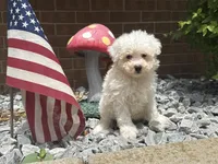 Maltipoo, a male Maltipoo for sale in Hamilton, OH – 7 of 10