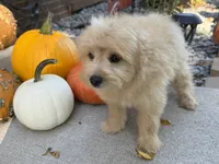 Morkie, a male Morkie for sale in Hamilton, OH – 1 of 10