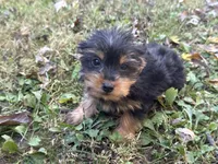Shorkie, a female Shorkie for sale in Hamilton, OH – 2 of 6