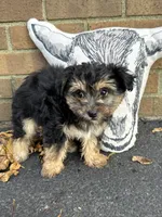 Shorkie, a female Shorkie for sale in Hamilton, OH – 2 of 7