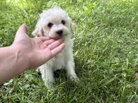 Maltipoo, a male Maltipoo for sale in Hamilton, OH – 8 of 8