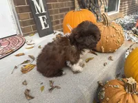 Shih-Poo, a male Shihpoo for sale in Hamilton, OH – 3 of 9