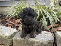 Shorkie, a male Shorkie for sale in Hamilton, OH – 3 of 6