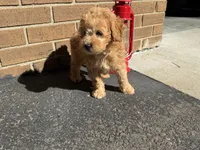 Maltipoo, a male Maltipoo for sale in Hamilton, OH – 6 of 10