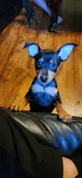 Tank, a male Miniature Pinscher for sale in Athens, GA – 4 of 4