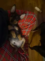 Tank, a male Miniature Pinscher for sale in Athens, GA – 3 of 4