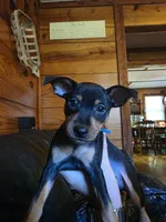 Tank, a male Miniature Pinscher for sale in Athens, GA – 1 of 4