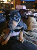 Tank, a male Miniature Pinscher for sale in Athens, GA – 2 of 4