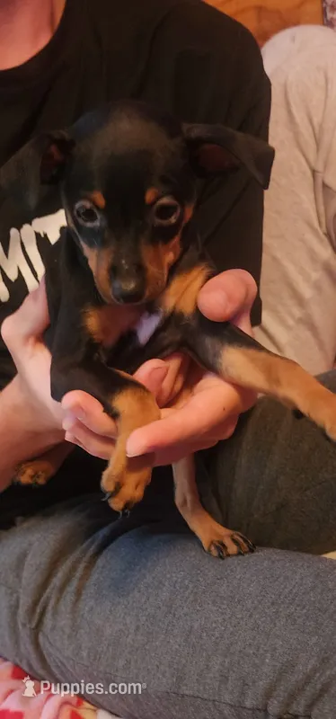 Ellie – Miniature Pinscher puppy for sale in Athens, GA