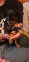 Ellie, a female Miniature Pinscher for sale in Athens, GA – 1 of 1